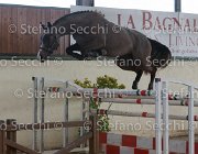 Capri FZ TosTour2013- S5 2973 : Arezzo, Arezzo Equestrian Centre, Capri FZ, Cavalli d'Italia, Toscana Tour 2013, foto di Stefano Secchi ©